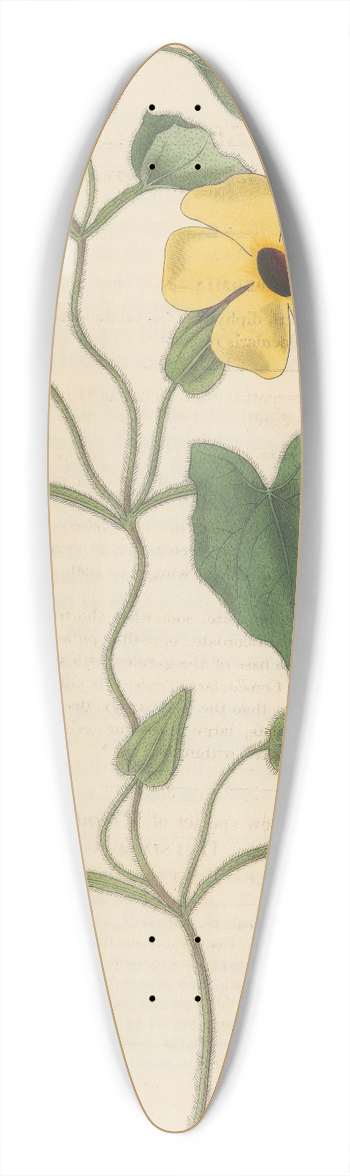 William Jackson Hooker - Thunbergia alata 39.3 inch art pintail longboard deck