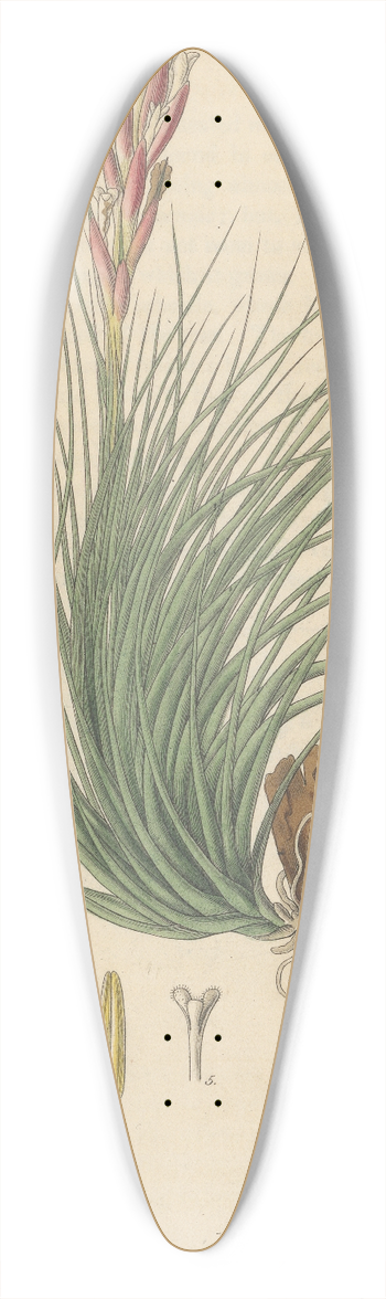 William Jackson Hooker - Tillandsia Pulchella 39.3 inch art pintail longboard deck
