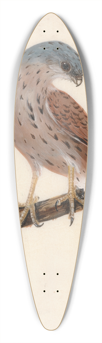 William Lewin - Falcon; Hen Krestel 39.3 inch art pintail longboard deck
