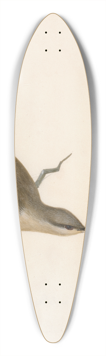 William Lewin - Warbler; Reed Wren 39.3 inch art pintail longboard deck
