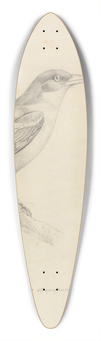 William Swainson - A Bird 39.3 inch art pintail longboard deck