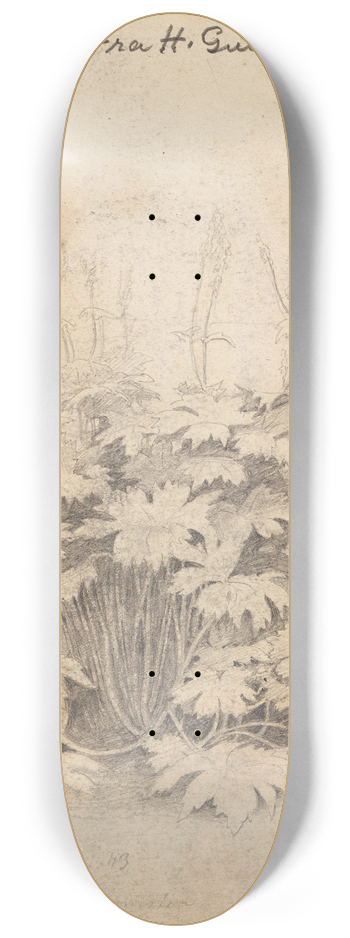 Hans Gude - Plantestudie ved Hurrungene 8.25 inch art skate deck