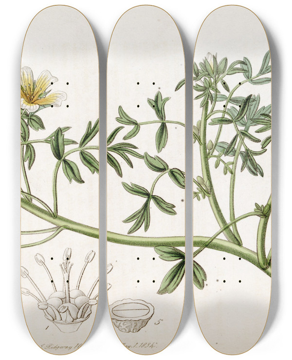 Triptych art skateboard deck of Sydenham Edwards Douglas Limnanthes by Sydenham Edwards (1768-1819)