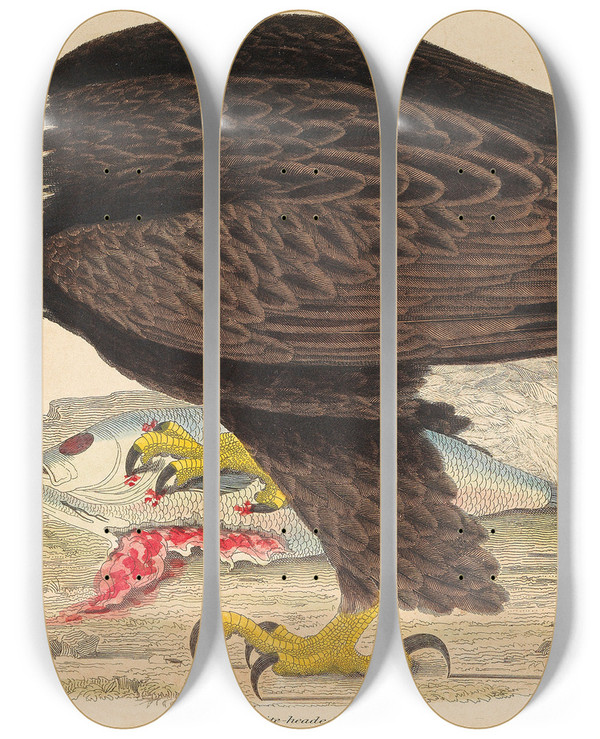 Triptych art skateboard deck of Alexander Wilson Whiteheaded Eagle by Alexander Wilson (1766-1813)