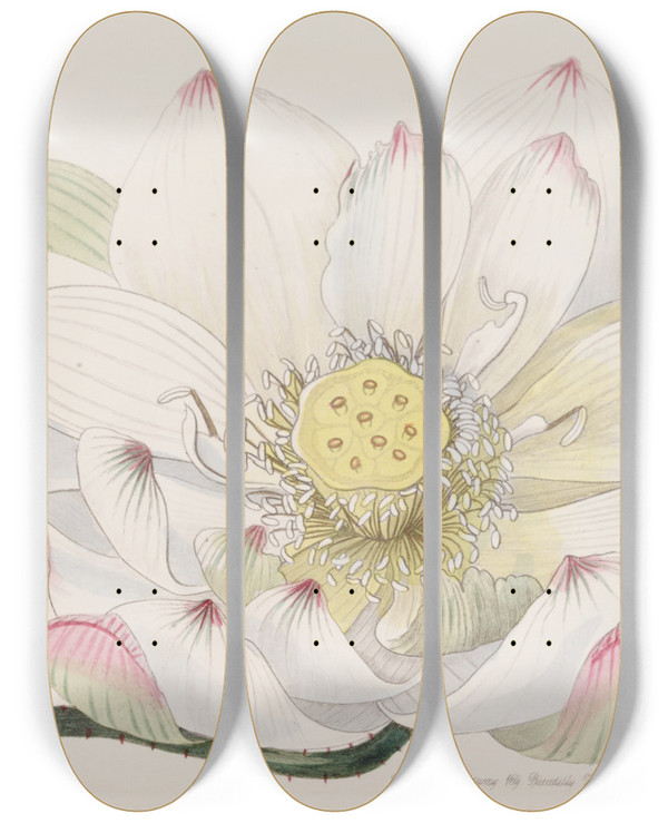 Triptych art skateboard deck of Sydenham Edwards Caspian Nelumbium by Sydenham Edwards (1768-1819)