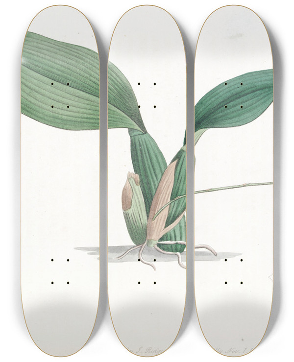 Triptych art skateboard deck of Sydenham Edwards Horned Oncidium by Sydenham Edwards (1768-1819)