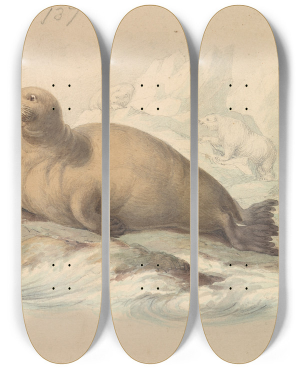 Triptych art skateboard deck of James Stewart Walruses by James Stewart