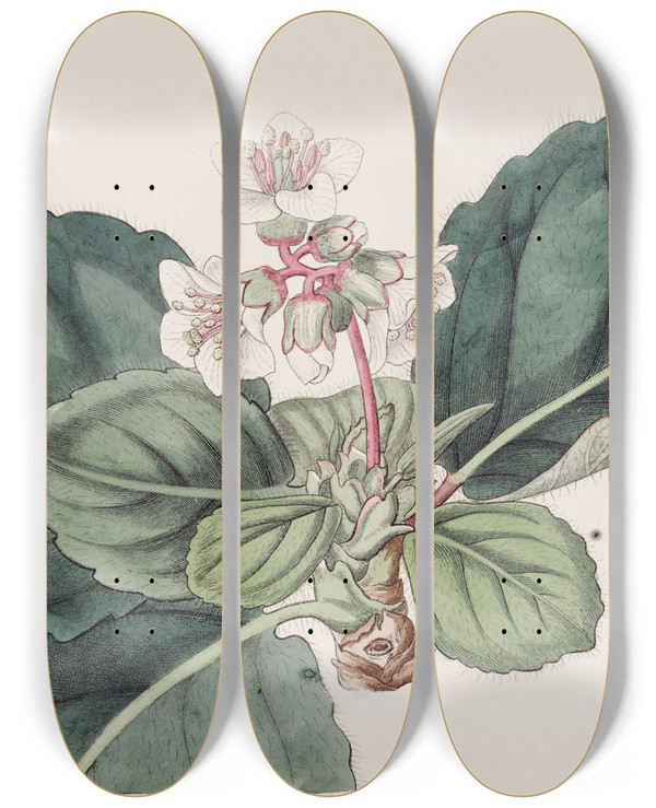 Triptych art skateboard deck of Sydenham Edwards The Coarsefringed Indian Saxifrage by Sydenham Edwards (1768-1819)