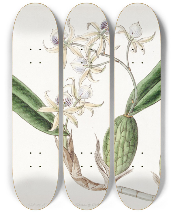 Triptych art skateboard deck of Sydenham Edwards Emulous Epidendrum by Sydenham Edwards (1768-1819)