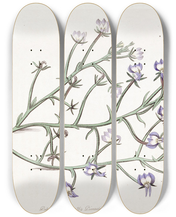 Triptych art skateboard deck of Sydenham Edwards Elegant Clintonia by Sydenham Edwards (1768-1819)