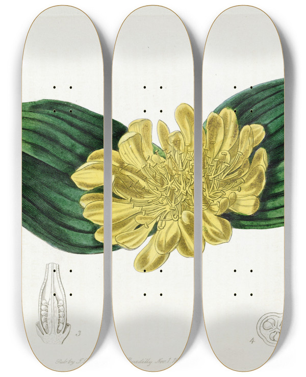 Triptych art skateboard deck of Sydenham Edwards Golden Daubenya by Sydenham Edwards (1768-1819)