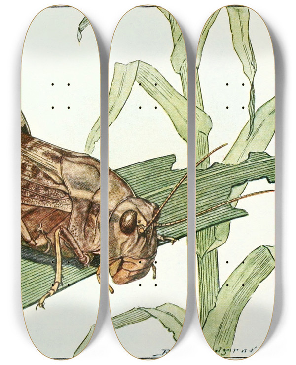 Triptych art skateboard deck of Robert Evans Snodgrass Carolina Locust by Robert Evans Snodgrass (1875-1962)