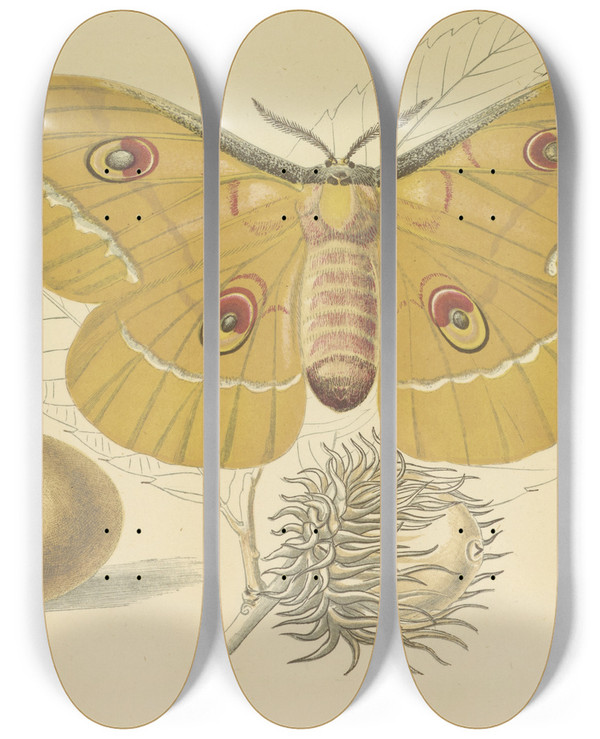 Triptych art skateboard deck of Barret And Sons Oakfeeding Silkworm Of China by Barret And Sons (19-)