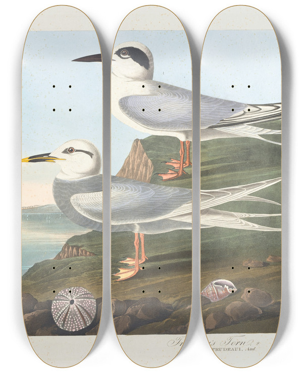 Triptych art skateboard deck of John James Audubon Havells Tern by John James Audubon (1785-1851)