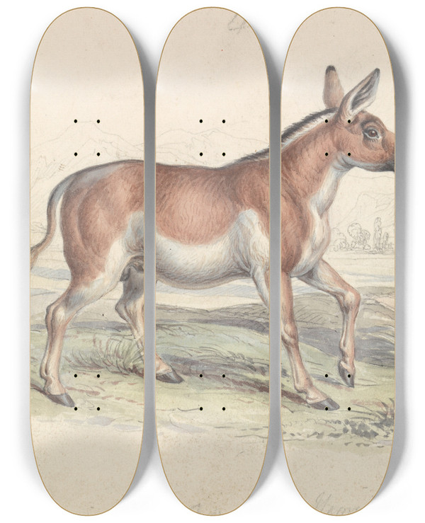 Triptych art skateboard deck of Charles Hamilton Smith Quagga Male by Charles Hamilton Smith (1776-1859)