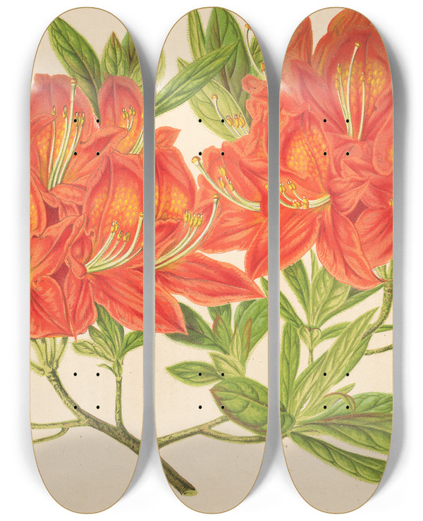 Triptych art skateboard deck of Charles Antoine Lemaire Azalea Mollis by Charles Antoine Lemaire (1800-1871)