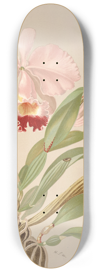 Harriet Stewart Miner - Cattleya Trianae 8.25 inch art skate deck