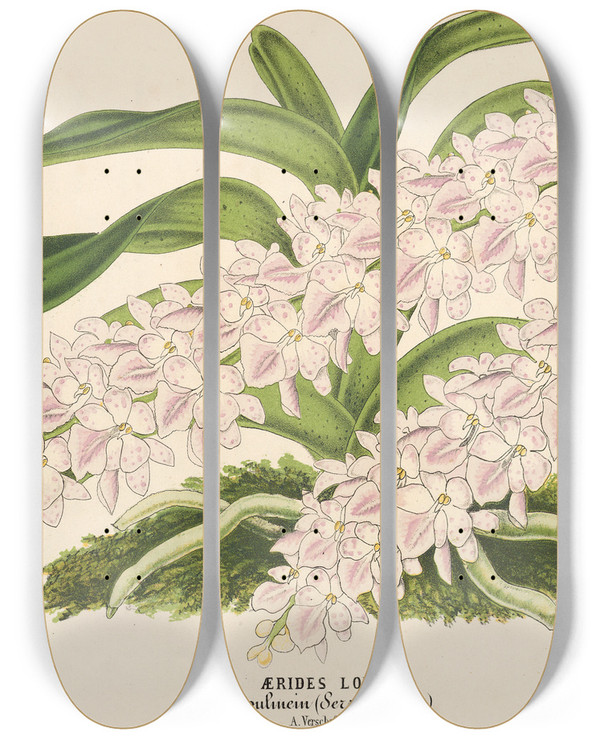 Triptych art skateboard deck of Charles Antoine Lemaire Aerides Lobbii by Charles Antoine Lemaire (1800-1871)