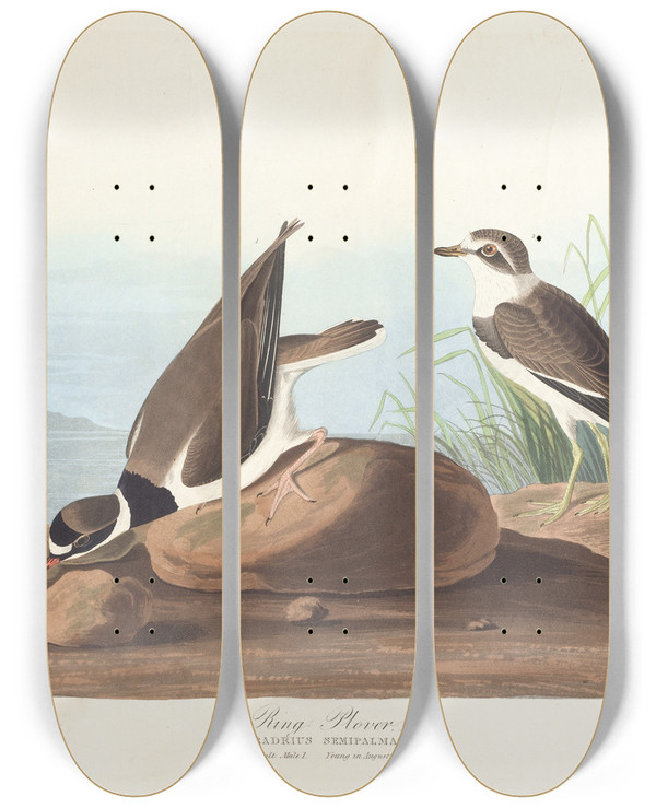 Triptych art skateboard deck of John James Audubon Ring Plover by John James Audubon (1785-1851)