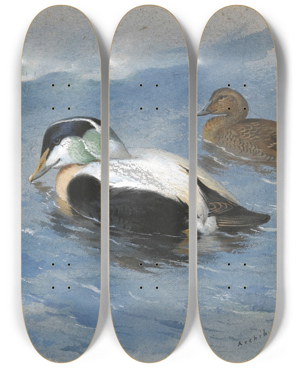 Triptych art skateboard deck of Archibald Thorburn A Pair Of Eider Ducks by Archibald Thorburn (1860-1935)