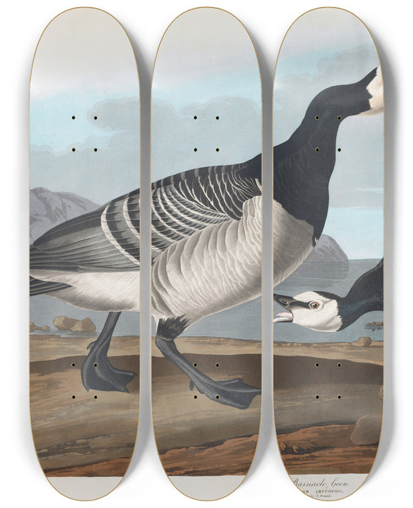 Triptych art skateboard deck of John James Audubon Barnacle Goose by John James Audubon (1785-1851)