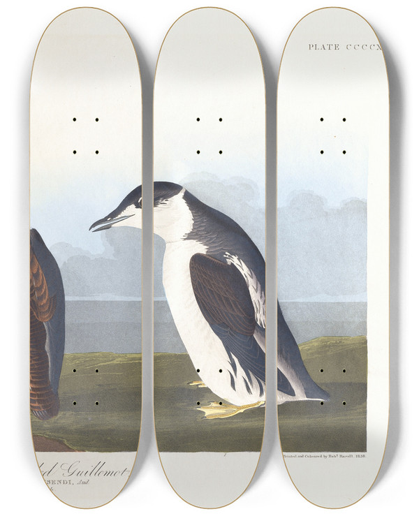 Triptych art skateboard deck of John James Audubon Slenderbilled Guillemot by John James Audubon (1785-1851)