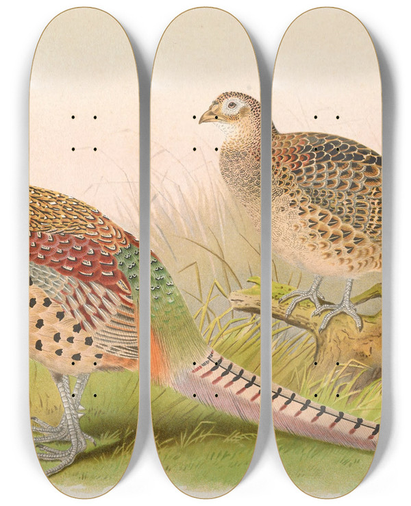 Triptych art skateboard deck of Henry Jones Eastern Chinese Ringnecked Pheasant by Henry Jones (1838-1921)