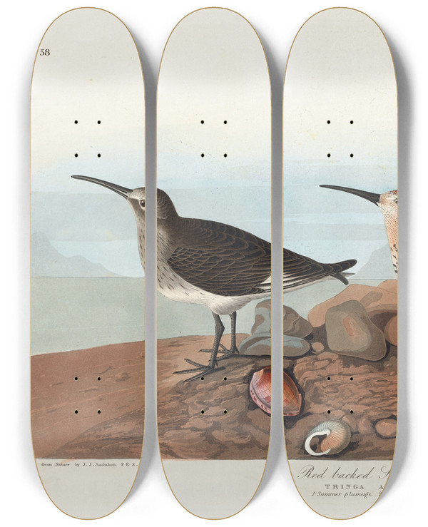 Triptych art skateboard deck of John James Audubon Redbacked Sandpiper by John James Audubon (1785-1851)