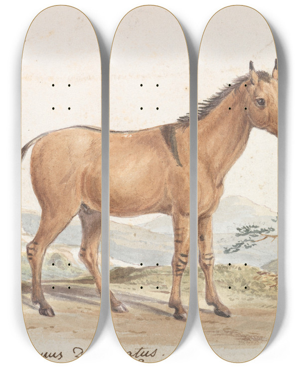 Triptych art skateboard deck of Charles Hamilton Smith Asinus Hippagrus The Yototze by Charles Hamilton Smith (1776-1859)