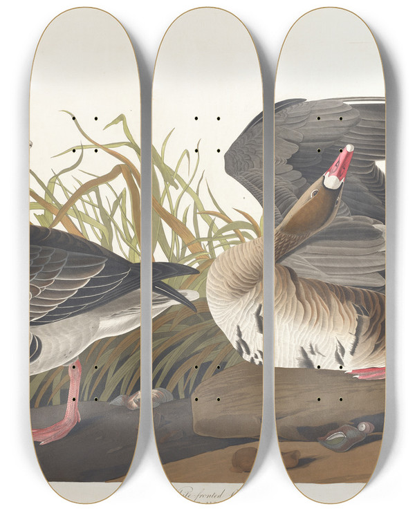 Triptych art skateboard deck of John James Audubon Whitefronted Goose by John James Audubon (1785-1851)