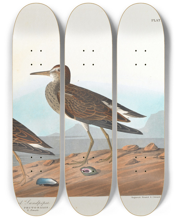 Triptych art skateboard deck of John James Audubon Pectoral Sandpiper by John James Audubon (1785-1851)