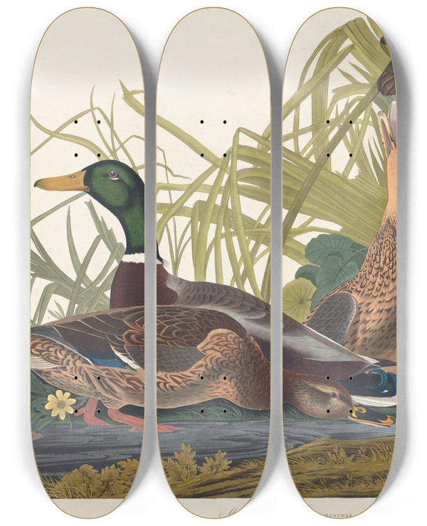 Triptych art skateboard deck of John James Audubon Mallard Duck by John James Audubon (1785-1851)