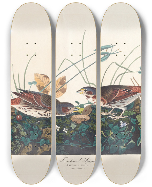 Triptych art skateboard deck of John James Audubon Foxcoloured Sparrow by John James Audubon (1785-1851)