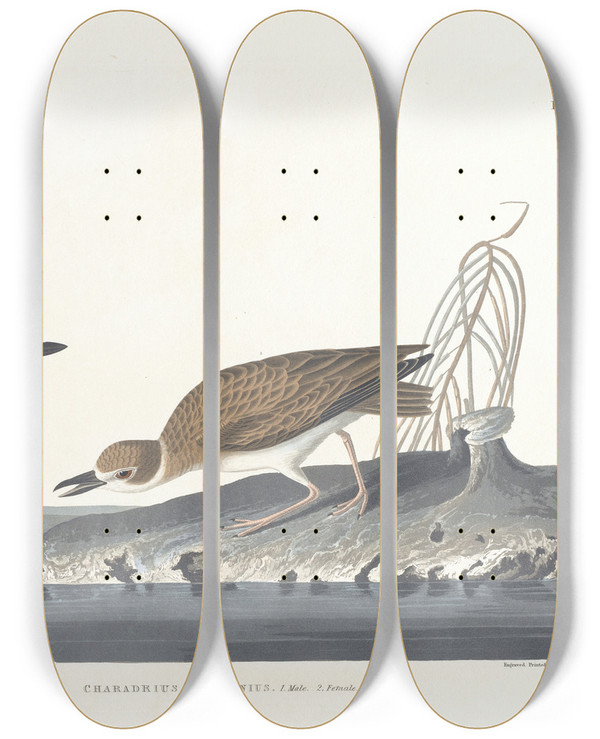 Triptych art skateboard deck of John James Audubon Wilsons Plover by John James Audubon (1785-1851)