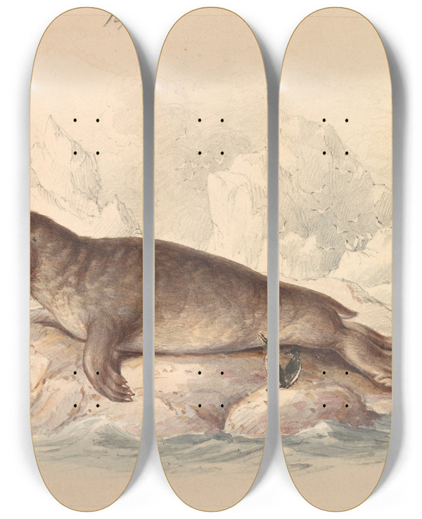 Triptych art skateboard deck of James Stewart Female Elephant Seal by James Stewart