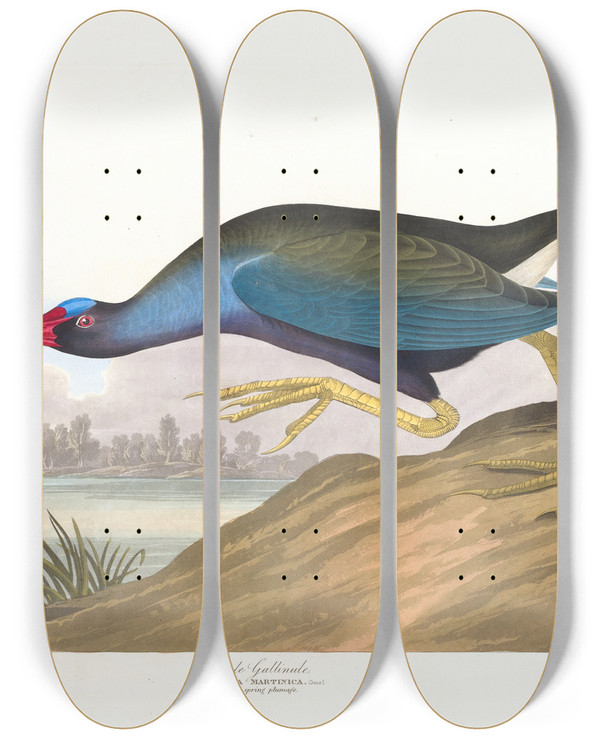 Triptych art skateboard deck of John James Audubon Purple Gallinule by John James Audubon (1785-1851)