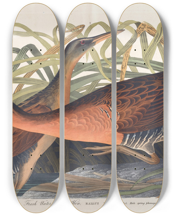 Triptych art skateboard deck of John James Audubon Fresh Water Marsh Hen by John James Audubon (1785-1851)
