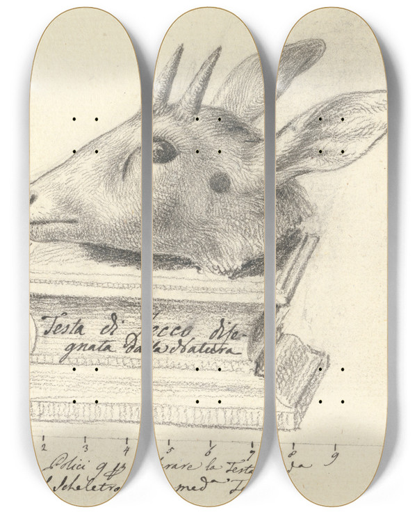 Triptych art skateboard deck of Luigi Balugani Testa Di Fecco by Luigi Balugani (1737-1770)