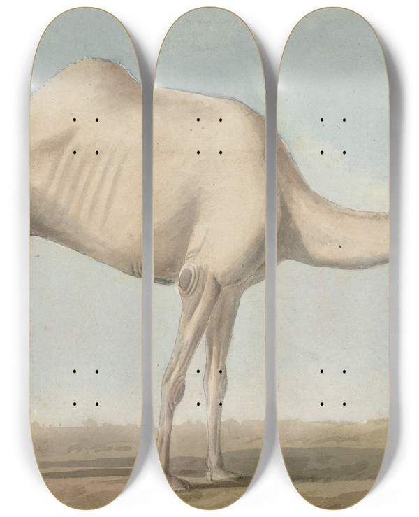 Triptych art skateboard deck of Willey Reveley A Camel by Willey Reveley (1760-1799)