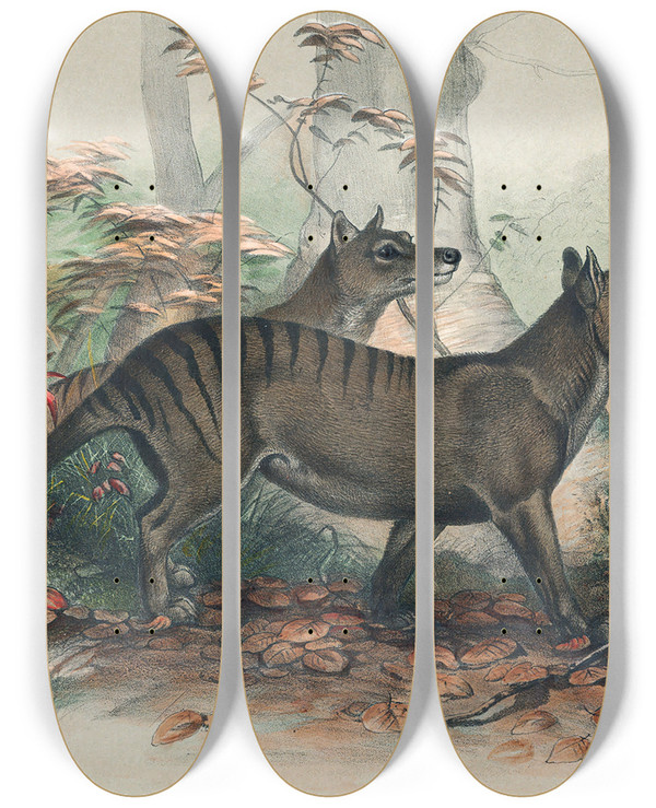 Triptych art skateboard deck of Joseph Wolf The Thylacine_1 by Joseph Wolf (1820-1899)