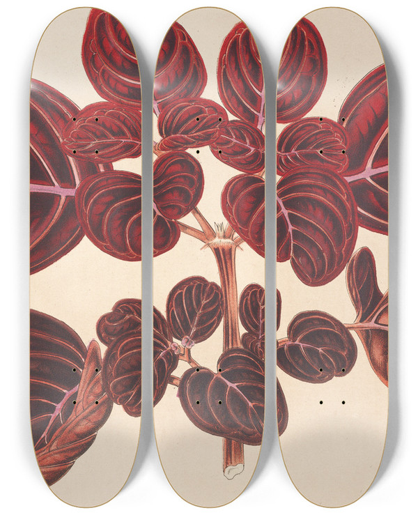Triptych art skateboard deck of Charles Antoine Lemaire Achyranthes Verschaffeltii by Charles Antoine Lemaire (1800-1871)