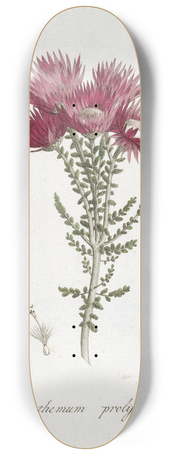 Hendrik Schwegman - Phaenocoma prolifera 8.25 inch art skate deck