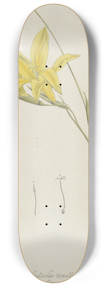 Hendrik Schwegman - Zwaardlelie (Gladiolus carinatus Aiton) 8.25 inch art skate deck