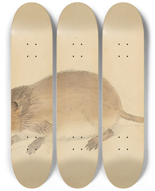 Triptych art skateboard deck of James Sowerby A Vole by James Sowerby (1757-1822)