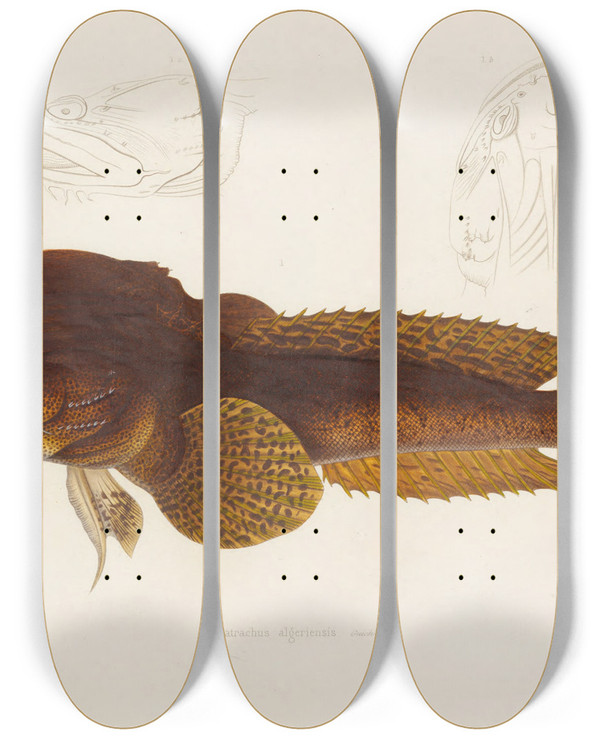 Triptych art skateboard deck of Arthus Bertrand Batrachus Algeriensis by Arthus Bertrand (19-)