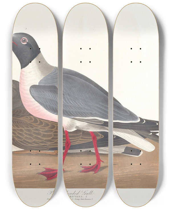 Triptych art skateboard deck of John James Audubon Blackheaded Gull by John James Audubon (1785-1851)