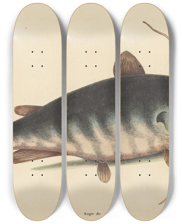 Triptych art skateboard deck of Mark Catesby The Cat Fish Silurus Catus by Mark Catesby (1683-1749)