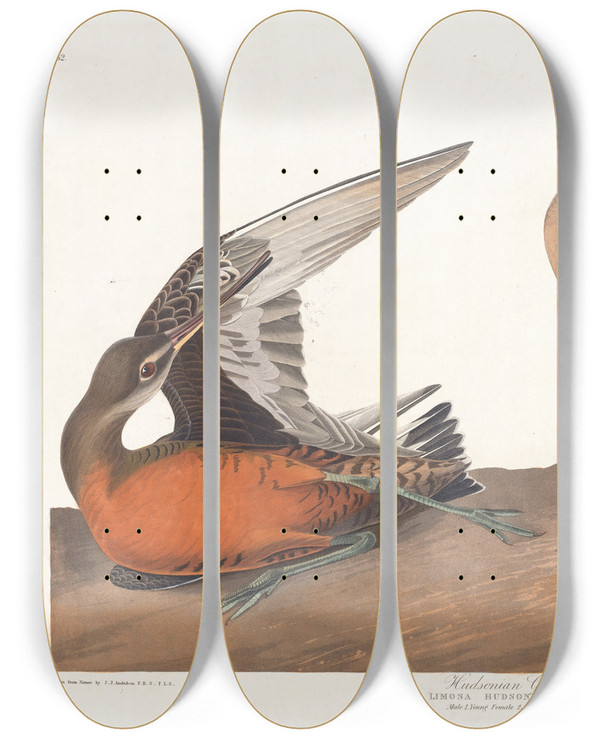 Triptych art skateboard deck of John James Audubon Hudsonian Godwit by John James Audubon (1785-1851)
