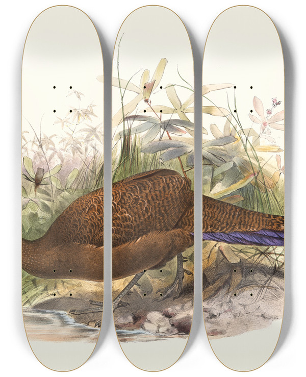 Triptych art skateboard deck of Joseph Smit Polyplectron Chalcurum by Joseph Smit (1836-1929)