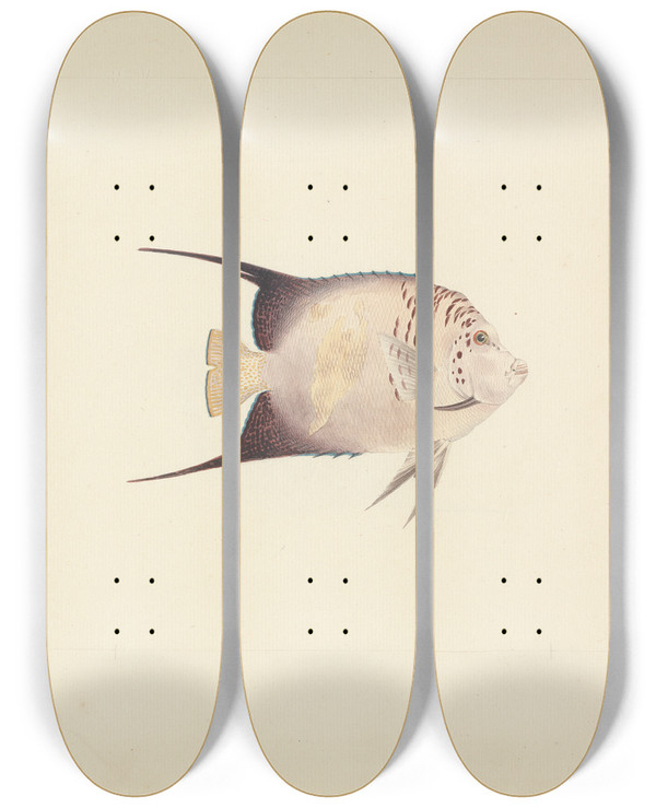 Triptych art skateboard deck of Luigi Balugani Unidentified Fish_13 by Luigi Balugani (1737-1770)